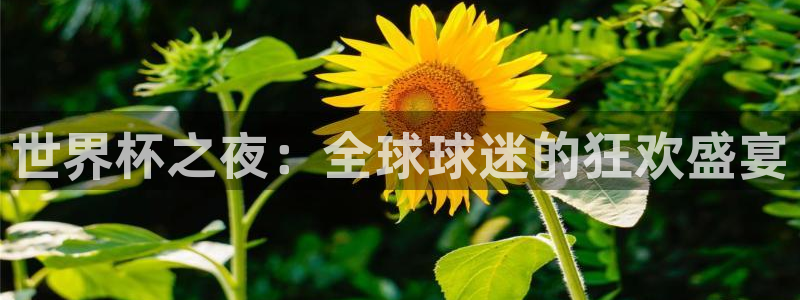 世界杯之夜：全球球迷的狂欢盛宴
