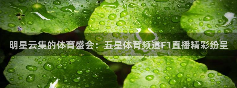 明星云集的体育盛会：五星体育频道F1直播精彩纷呈