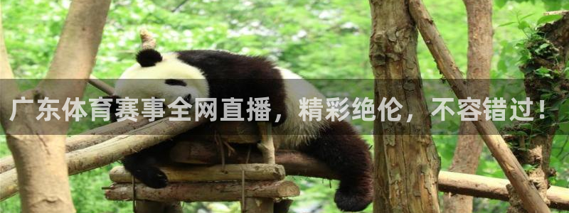 广东体育赛事全网直播，精彩绝伦，不容错过！